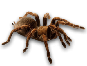 Spider PNG image-4544